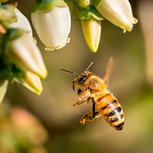 هر آنچه که باید درباره زنبور عسل بدانید!